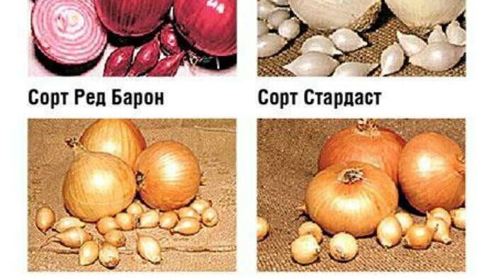 Выбираем правильный лук-севок