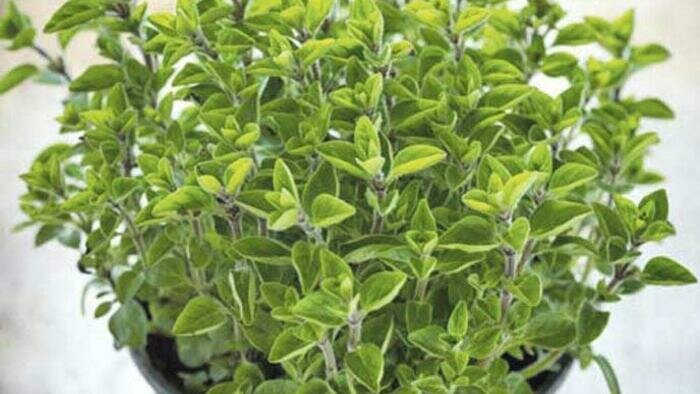 Если мошки одолели 