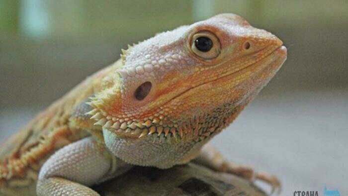 Живой дракон