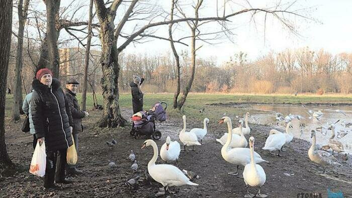 Волонтеры спасают отравленных лебедей 