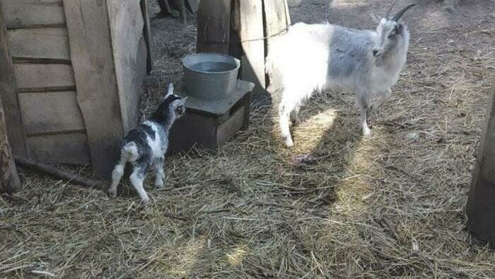 Зоопарку перечислили больше миллиона рублей!