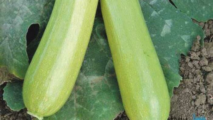 Популярные в области сорта