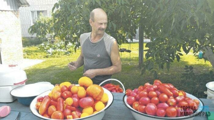 Мясистей плод – вкуснее сок