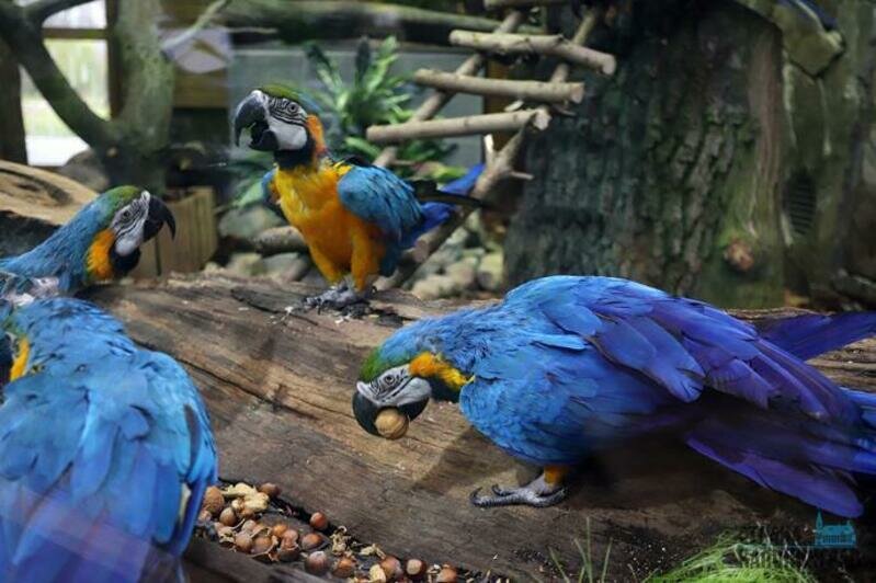 Дома тропической птицы - 2019