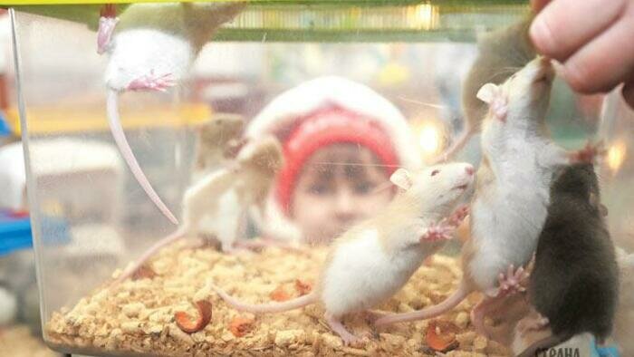 Если вам преподнесли символ года – крысу