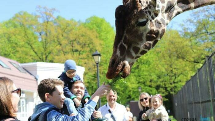 Зоопарк и «Калининград-ГорТранс» попросили льготные кредиты
