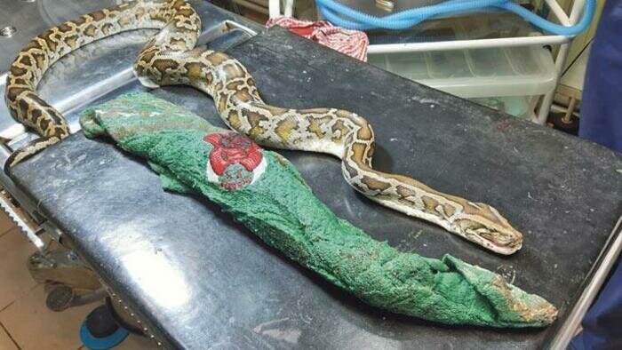 Экзотические животные зачастую страдают от безграмотности владельцев