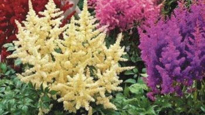 Сажаем в саду долгожителей