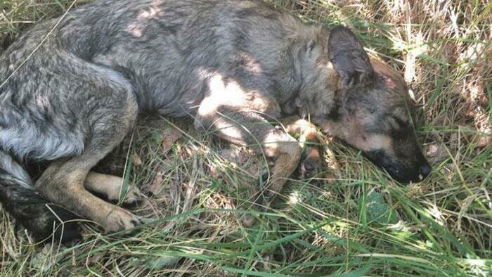 Избитая год назад до полусмерти  живодерами собачка Муха – дома!