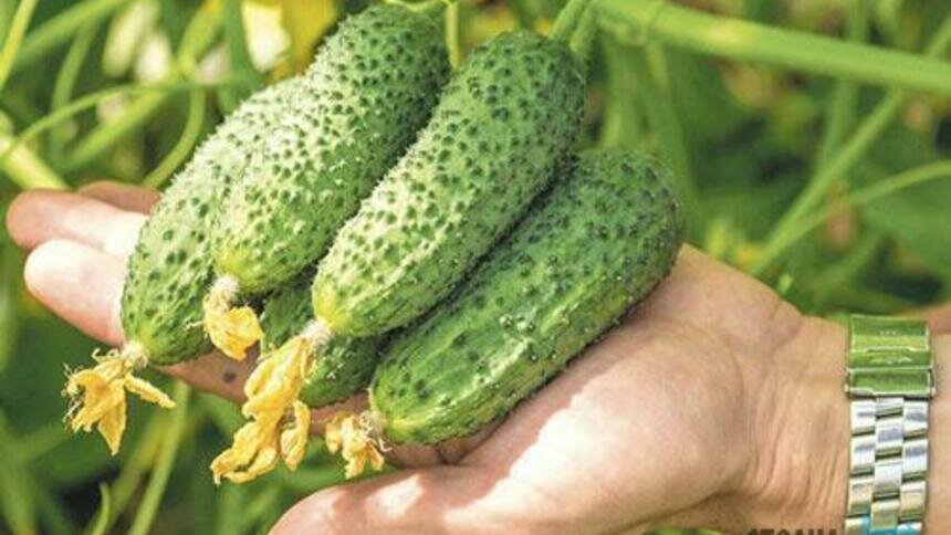 Популярные в области сорта