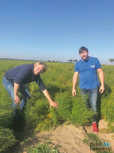 Спаржа в Вальдау
