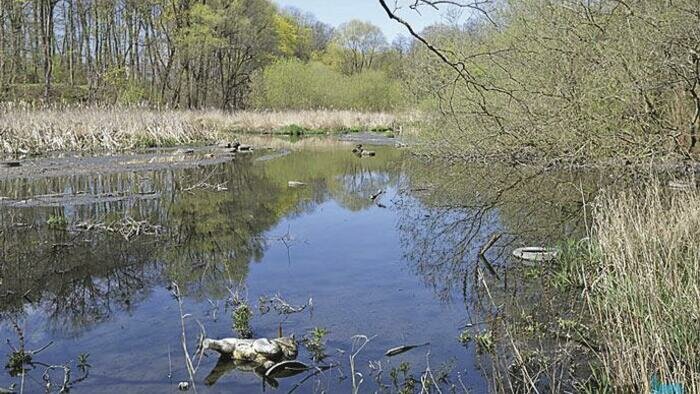 Памятник Катину стыдливо прикрывает замусоренный водоем 