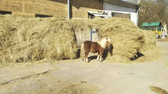 «Только бы дотянуть!»