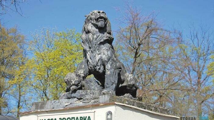 Лев с львицей уехали в Петербург