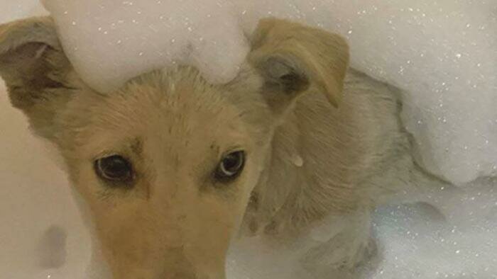 Брошенный  под Переславским щенок будет служить в Бундесвере