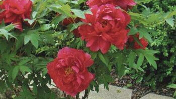 Сажаем в саду долгожителей