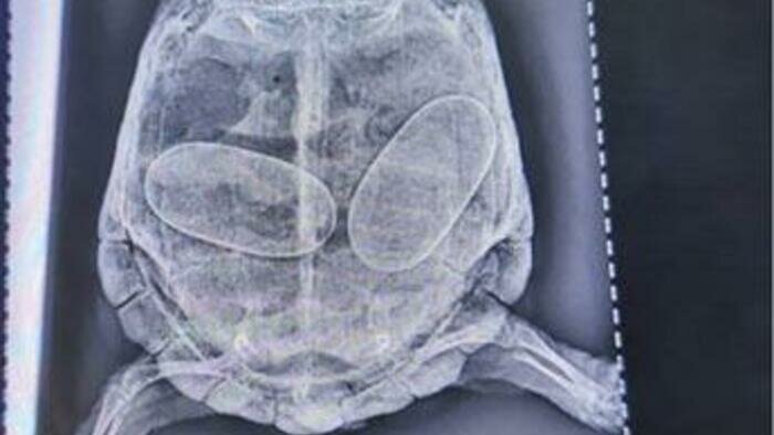 Экзотические животные зачастую страдают от безграмотности владельцев