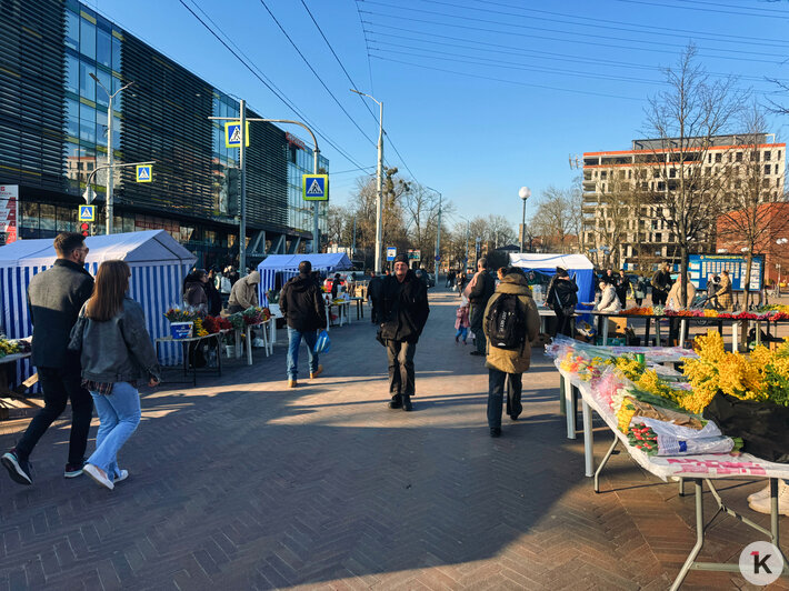 Даже оптом — слишком дорого: впервые за много лет цены на цветы к 8 Марта в Калининграде оказались выше, чем к 14 февраля - Новости Калининграда | Фото: «Клопс»