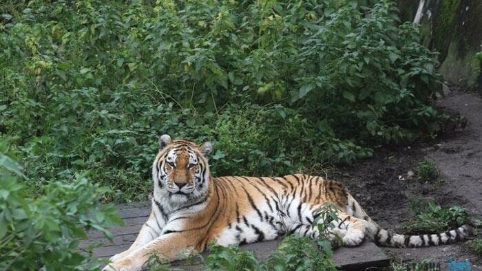 Тигров поддержали простые поляки