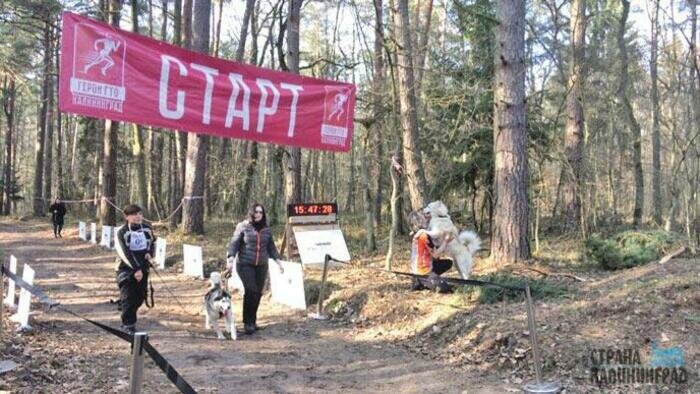 Хаски: это и стихия,  и ласковая нянька для детей 