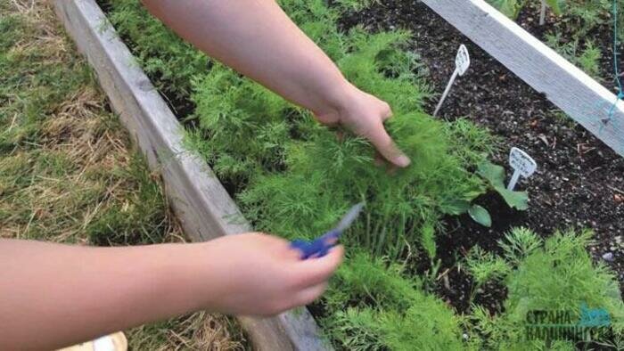 Сейте кучками, а не рядами