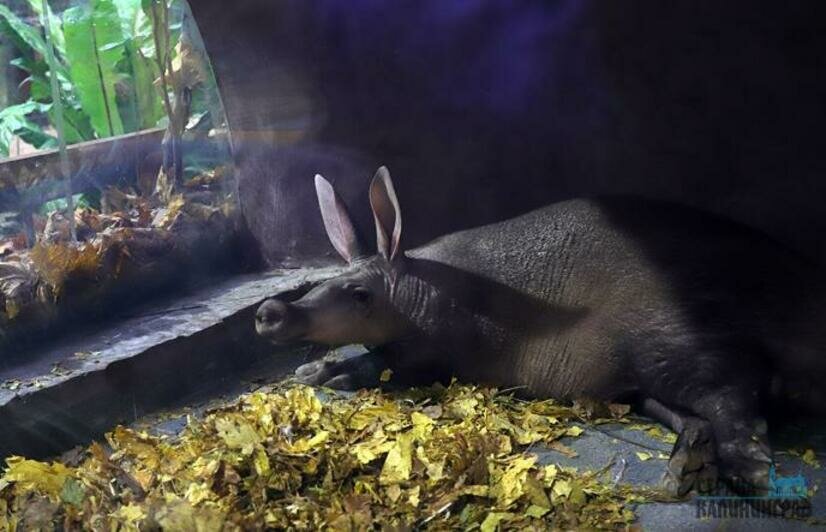 Дома тропической птицы - 2019