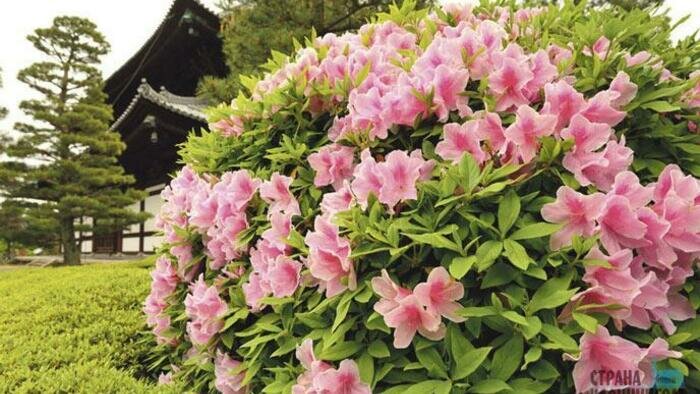 Сажаем в саду долгожителей