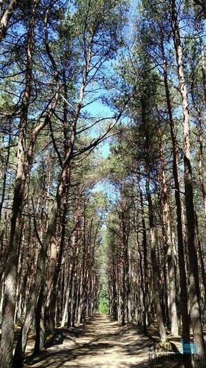 Тайный мир Куршской косы