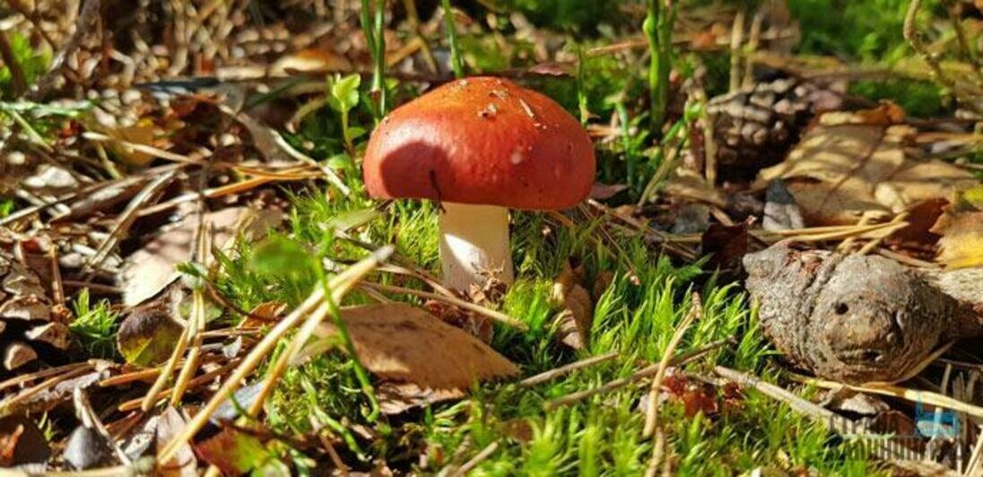 Тайный мир Куршской косы