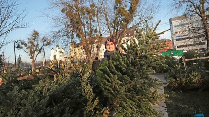 Официально елки продают  в шести местах