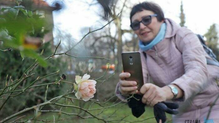 Вместо снега видим «желтый дождь»