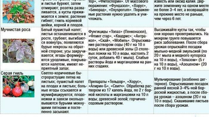 Не поливайте ягоды перед их сбором