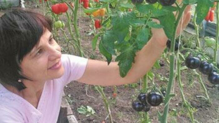Черная гроздь бывает  не только у смородины