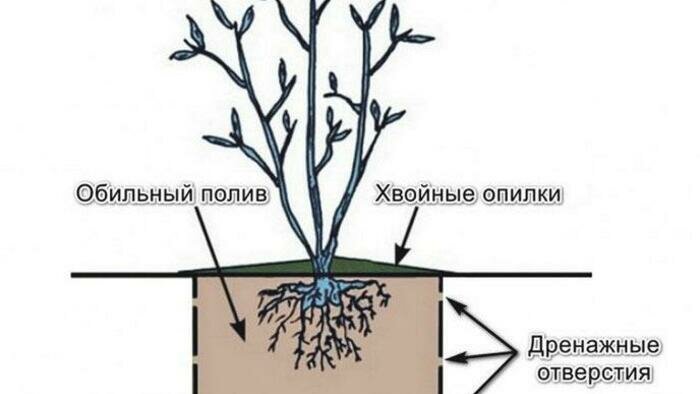 Голубика любит покислее