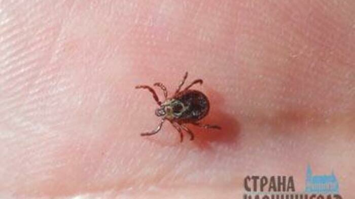 Где в области больше всего заразных клещей 