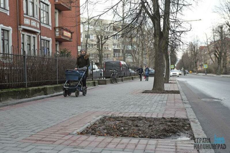 Деревья на ул.Комсомольской