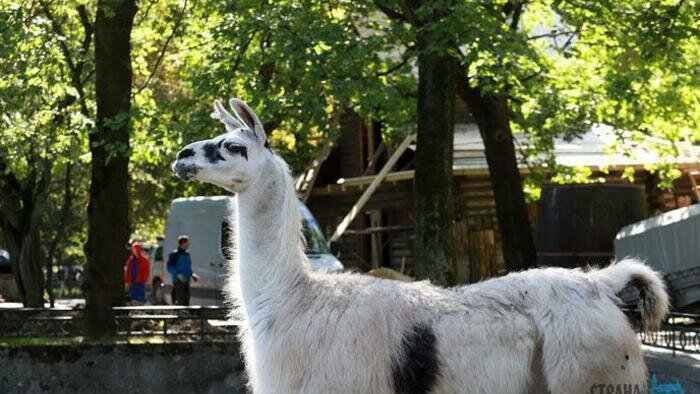 В нашем зоопарке появится «Южная Америка» 