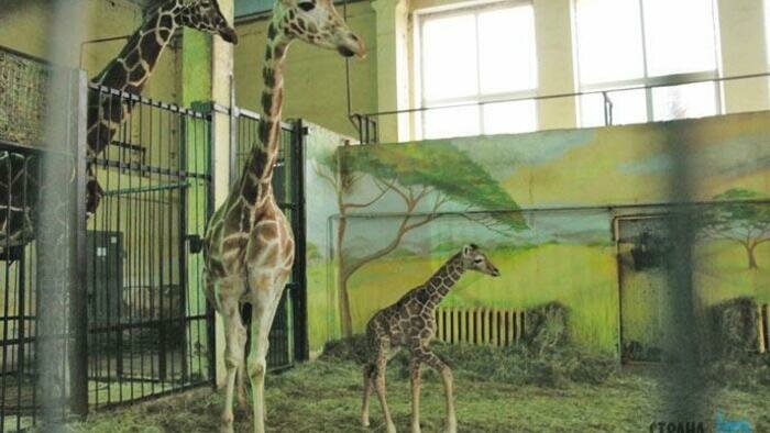 Жирафенок уже окреп