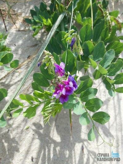 Тайный мир Куршской косы