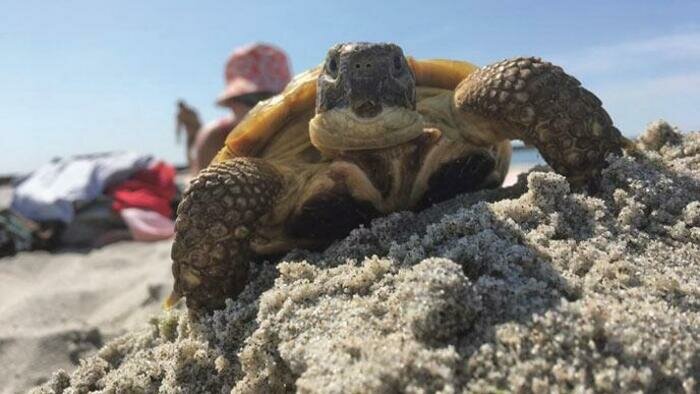 Живой дракон