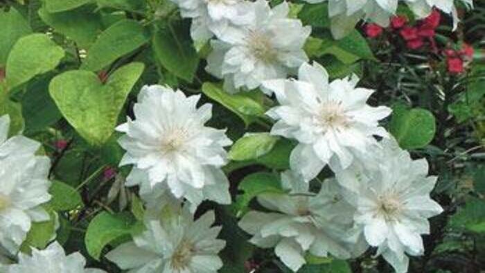 Сажаем в саду долгожителей