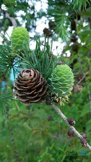Тайный мир Куршской косы