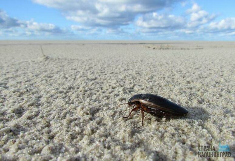 Тайный мир Куршской косы