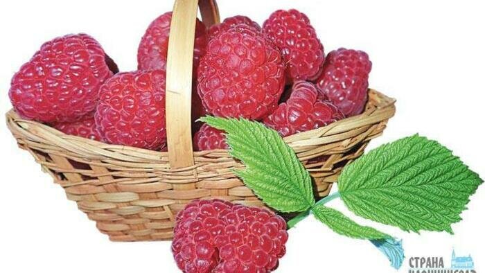 Малина может давать два урожая 