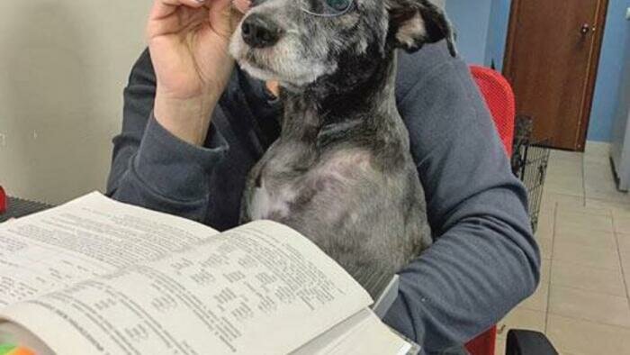 Брошенный  под Переславским щенок будет служить в Бундесвере