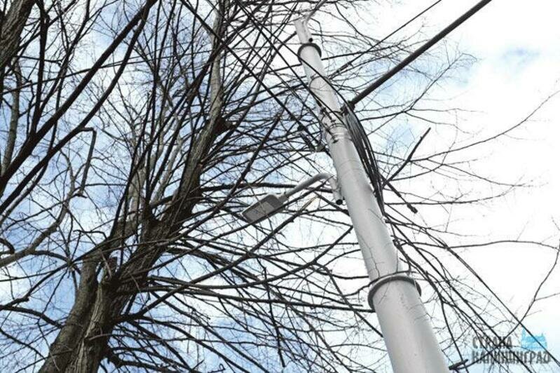 Деревья на ул.Комсомольской