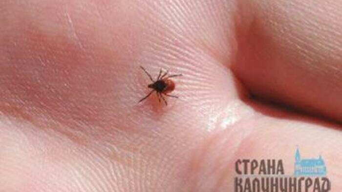 Где в области больше всего заразных клещей 