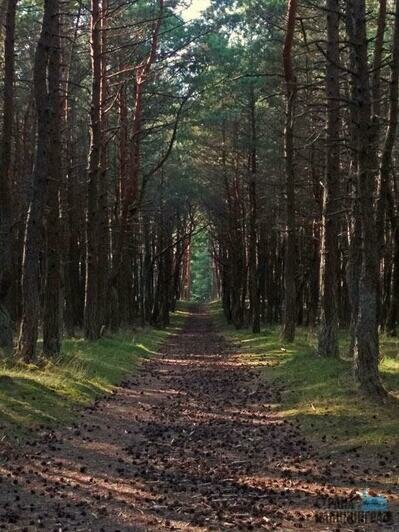 Тайный мир Куршской косы