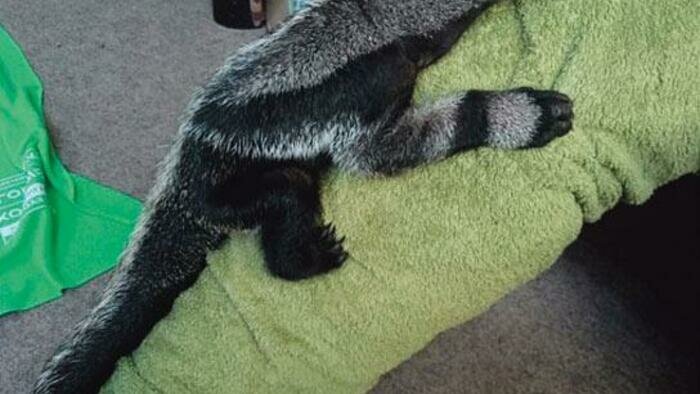 Муравьедик пока живет  в гостинице