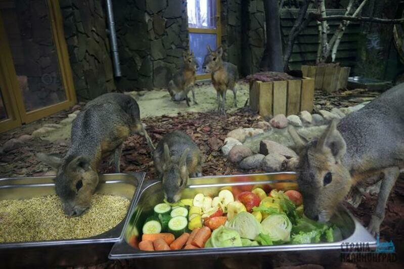 Дома тропической птицы - 2019